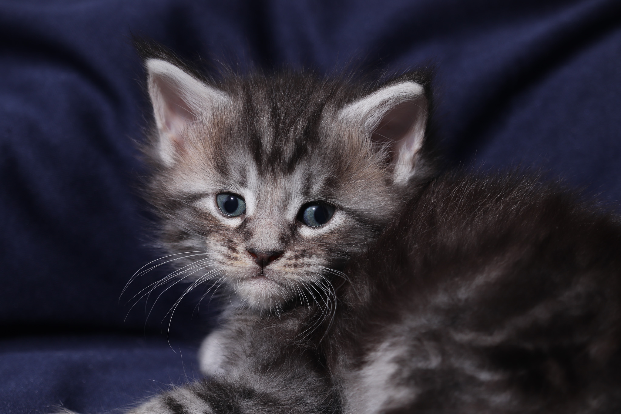 Filhote maine coon